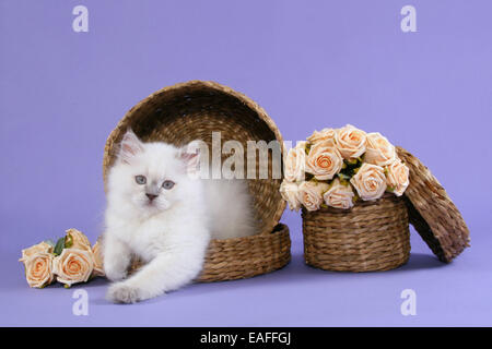 Highlander Kitten in Korb mit Blumen liegen Stockfoto