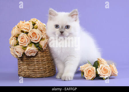 Highlander Kitten sitzen im Korb mit Blumen Stockfoto