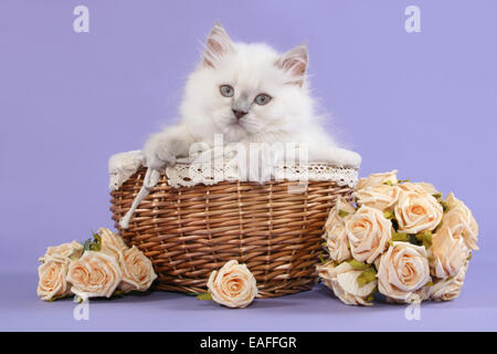 Highlander Kitten sitzen im Korb mit Blumen Stockfoto