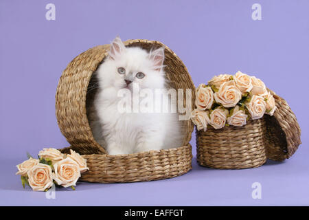 Highlander Kitten sitzen im Korb mit Blumen Stockfoto