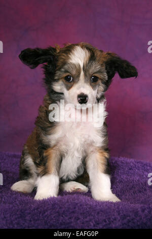 Chinesischer Schopfhund Powderpuff Welpen Stockfoto