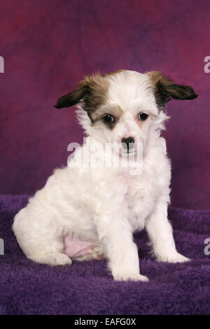 Chinesischer Schopfhund Powderpuff Welpen Stockfoto