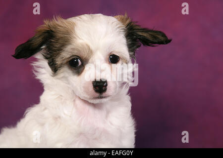 Chinesischer Schopfhund Powderpuff Welpen Stockfoto