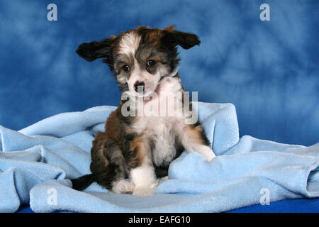 Chinesischer Schopfhund Powderpuff Welpen Stockfoto