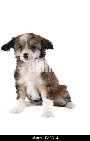 Chinesischer Schopfhund Powderpuff Welpen Stockfoto