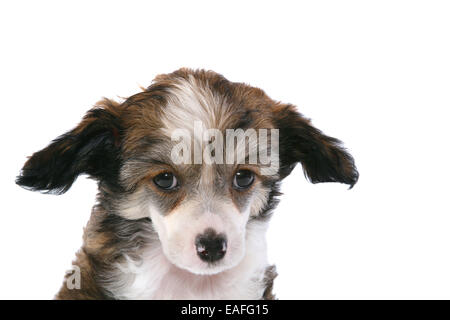 Chinesischer Schopfhund Powderpuff Welpen Stockfoto