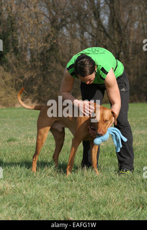 Frau mit Rhodesian Ridgeback Stockfoto