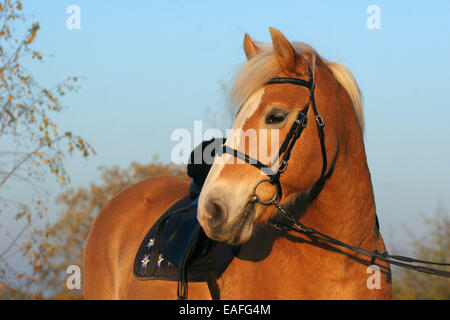 Haflinger Pferd Porträt Stockfoto