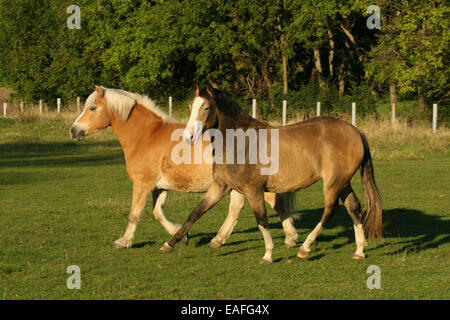 2 Ponys Stockfoto