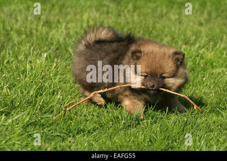 Kleinspitz Welpen spielen auf der Wiese Stockfoto