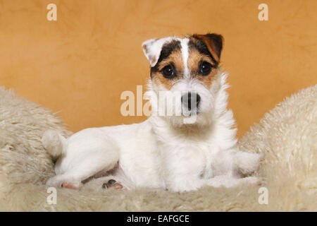 Parson Russell Terrier liegend auf Schaffell Stockfoto