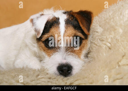 müde Parson-Russell-Terrier auf Schaffell Stockfoto