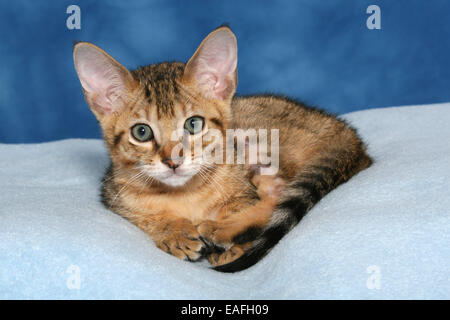 Savannah kitten Stockfoto