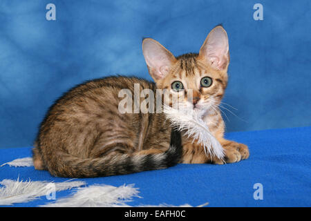 Savannah kitten Stockfoto