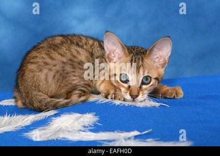 Savannah kitten Stockfoto