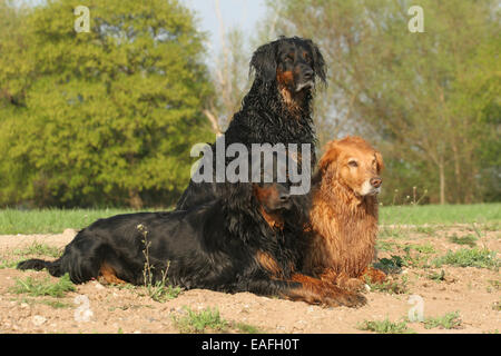 Golden Retriever & Gordon Setter Stockfoto