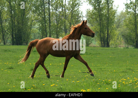 Traber pony Stockfoto