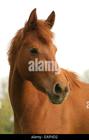 Pony-Porträt Stockfoto