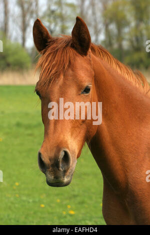 Pony-Porträt Stockfoto