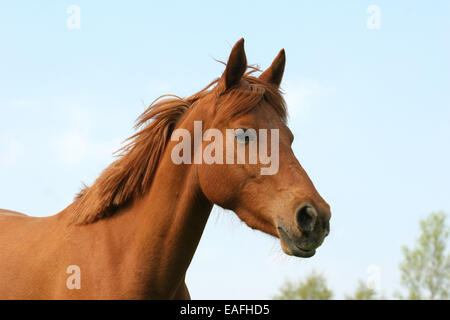 Pony-Porträt Stockfoto