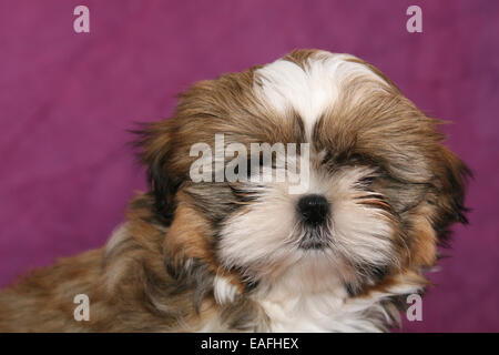 Shih Tzu Welpen-Porträt Stockfoto