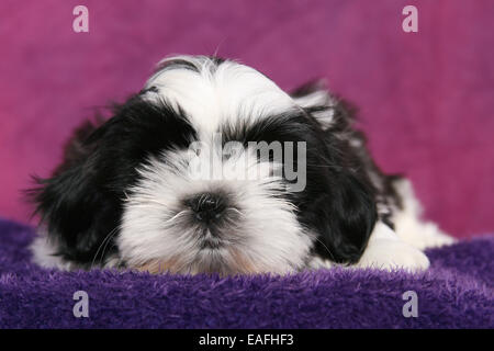 Shih Tzu Welpen liegen im studio Stockfoto