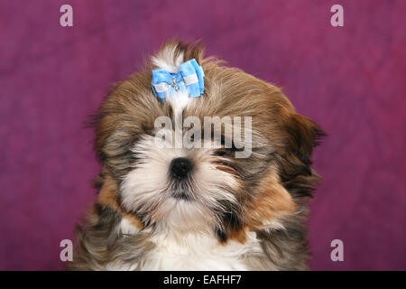 Shih Tzu Welpen-Porträt Stockfoto