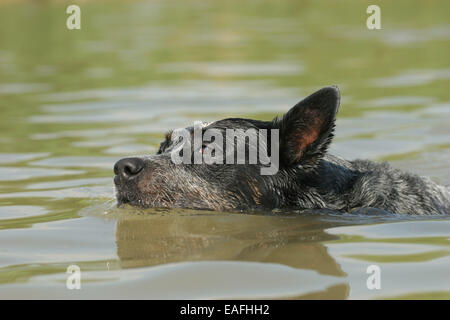 Australian Cattle Dog durchs Wasser schwimmen Stockfoto