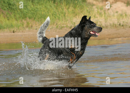 Australian Cattle Dog durch Wasser laufen Stockfoto