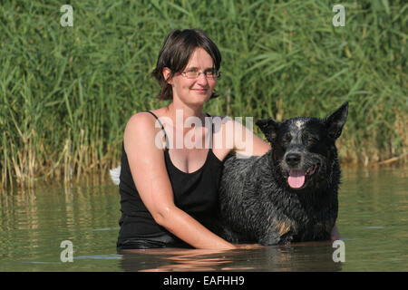 Australian Cattle Dog Baden am Wasser mit Frau Stockfoto