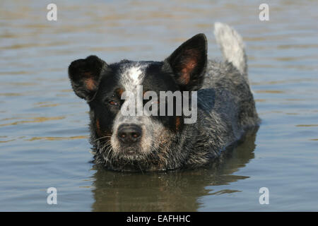 Australian Cattle Dog Baden am Wasser Stockfoto