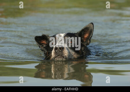 Australian Cattle Dog durchs Wasser schwimmen Stockfoto