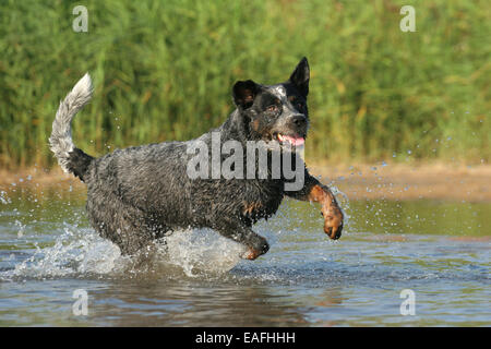 Australian Cattle Dog durch Wasser laufen Stockfoto