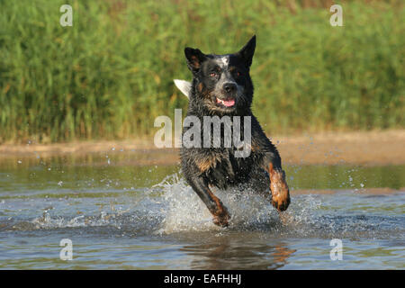 Australian Cattle Dog durch Wasser laufen Stockfoto