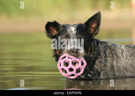 Australian Cattle Dog mit Ball im Wasser zu spielen Stockfoto