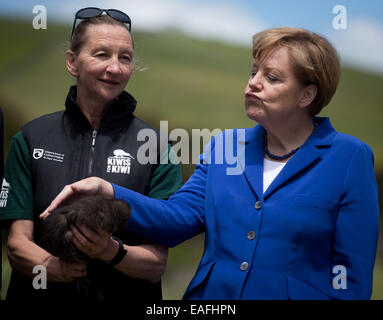 Auckland, Neuseeland. 14. November 2014. Bundeskanzlerin Angela Merkel (CDU) Haustiere eine junge Kiwi auf der Insel Motutapu in Neuseeland, 14. November 2014. Der nachtaktive Vogel ist vom Aussterben bedroht. Motutapu ist mit Coromandel Brown Kiwis aufgefüllt wird. Bundeskanzlerin Merkel besucht Neuseeland im Rahmen des G20-Gipfels in Brisbane, Australien und wird später nach Sydney Reisen. Bildnachweis: Dpa picture Alliance/Alamy Live News Stockfoto