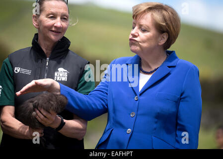 Auckland, Neuseeland. 14. November 2014. Bundeskanzlerin Angela Merkel (CDU) Haustiere eine junge Kiwi auf der Insel Motutapu in Neuseeland, 14. November 2014. Der nachtaktive Vogel ist vom Aussterben bedroht. Motutapu ist mit Coromandel Brown Kiwis mit Hilfe der örtlichen Maori aufgefüllt wird. Bundeskanzlerin Merkel besucht Neuseeland im Rahmen des G20-Gipfels in Brisbane, Australien und wird später nach Sydney Reisen. Bildnachweis: Dpa picture Alliance/Alamy Live News Stockfoto