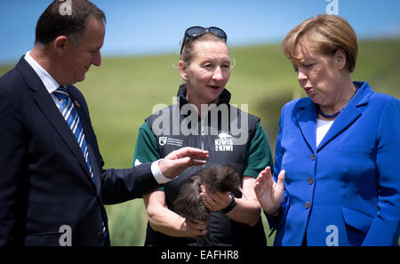 Bundeskanzlerin Angela Merkel (CDU) Haustiere eine junge Kiwi auf der Insel Motutapu in Neuseeland, 14. November 2014. Der nachtaktive Vogel ist vom Aussterben bedroht. Motutapu ist mit der seltenen Coromandel Brown Kiwis mit Hilfe der örtlichen Maori aufgefüllt wird. Bundeskanzlerin Merkel besucht Neuseeland im Rahmen des G20-Gipfels in Brisbane, Australien und wird später nach Sydney Reisen. Foto: Kay Nietfeld/dpa Stockfoto