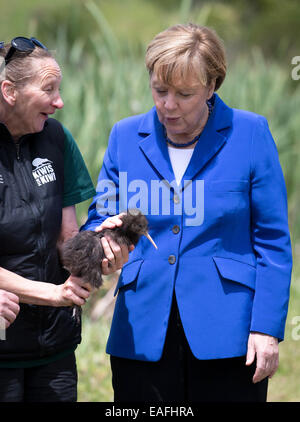 Bundeskanzlerin Angela Merkel (CDU) Haustiere eine junge Kiwi auf der Insel Motutapu in Neuseeland, 14. November 2014. Der nachtaktive Vogel ist vom Aussterben bedroht. Motutapu ist mit der seltenen Coromandel Brown Kiwis mit Hilfe der örtlichen Maori aufgefüllt wird. Bundeskanzlerin Merkel besucht Neuseeland im Rahmen des G20-Gipfels in Brisbane, Australien und wird später nach Sydney Reisen. Foto: Kay Nietfeld/dpa Stockfoto