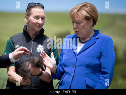 Bundeskanzlerin Angela Merkel (CDU) Haustiere eine junge Kiwi auf der Insel Motutapu in Neuseeland, 14. November 2014. Der nachtaktive Vogel ist vom Aussterben bedroht. Motutapu ist mit Coromandel Brown Kiwis mit Hilfe der örtlichen Maori aufgefüllt wird. Bundeskanzlerin Merkel besucht Neuseeland im Rahmen des G20-Gipfels in Brisbane, Australien und wird später nach Sydney Reisen. Foto: Kay Nietfeld/dpa Stockfoto