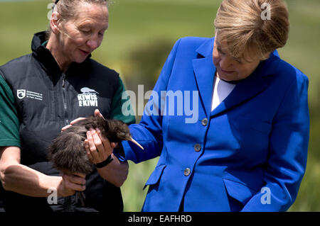 Bundeskanzlerin Angela Merkel (CDU) Haustiere eine junge Kiwi auf der Insel Motutapu in Neuseeland, 14. November 2014. Der nachtaktive Vogel ist vom Aussterben bedroht. Motutapu ist mit Coromandel Brown Kiwis mit Hilfe der örtlichen Maori aufgefüllt wird. Bundeskanzlerin Merkel besucht Neuseeland im Rahmen des G20-Gipfels in Brisbane, Australien und wird später nach Sydney Reisen. Foto: Kay Nietfeld/dpa Stockfoto