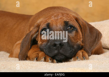 Rhodesian Ridgeback Welpen liegen im studio Stockfoto