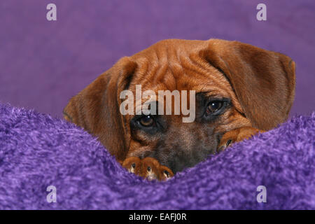 Rhodesian Ridgeback Welpen liegen im studio Stockfoto