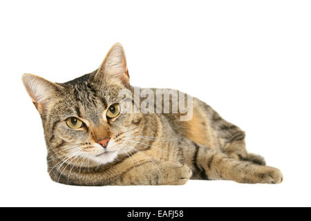 liegenden Hauskatze Blick in die Kamera - Ausschnitt Stockfoto