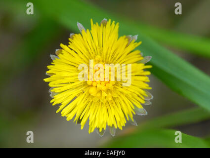 Tussilago Farfara, Huflattich Stockfoto