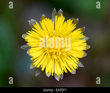 Tussilago Farfara, Huflattich Stockfoto