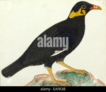 Gemeinsamen Hill Myna, Gracula religiosa Stockfoto