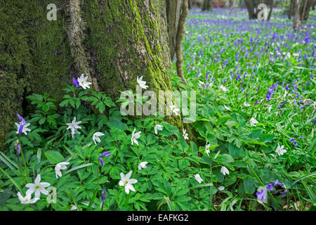 Holz-Anemonen und Glockenblumen wachsen auf dem Waldboden. Stockfoto
