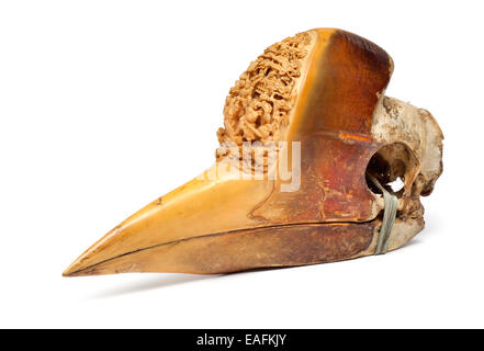 Geschnitzte Hornbill Schädel Stockfoto