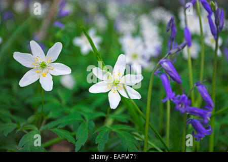 Holz-Anemonen und Glockenblumen wachsen auf dem Waldboden. Stockfoto